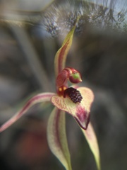 Caladenia cardiochila