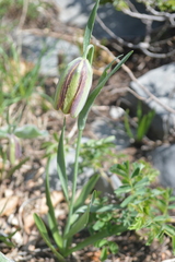 Fritillaria messanensis neglecta