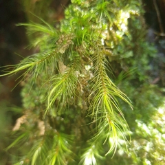 Dicranoloma menziesii
