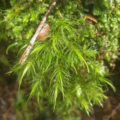 Dicranoloma menziesii