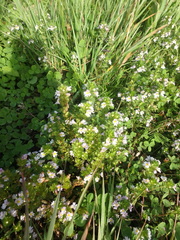 Euphrasia maximowiczii
