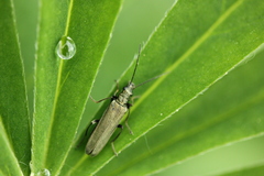 Oedemera virescens