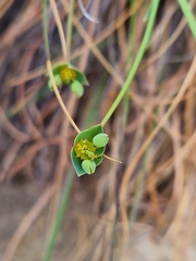 Euphorbia striata
