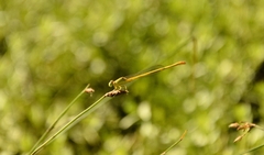 Ceriagrion coromandelianum