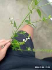Mosla dianthera
