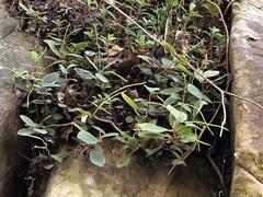 Peperomia leptostachya