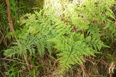 Pteris tremula