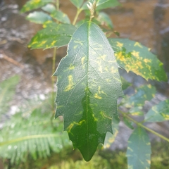 Atherosperma moschatum