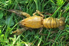 Pontastacus leptodactylus