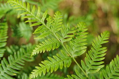 Pteris tremula