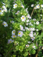 Euphrasia maximowiczii