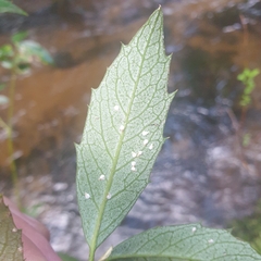 Atherosperma moschatum