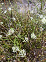 Platysace ericoides