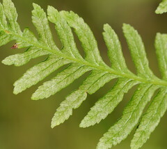 Pteris tremula
