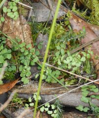 Adiantum aethiopicum
