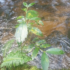 Atherosperma moschatum