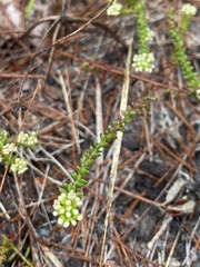 Platysace ericoides