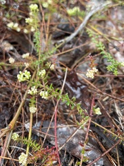 Platysace ericoides