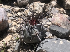 Echinocactus horizonthalonius