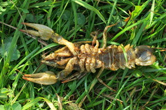 Pontastacus leptodactylus