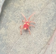 Trombidioidea