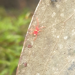 Trombidioidea
