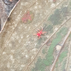 Trombidioidea