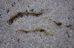 Utricularia ochroleuca