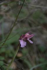 Anacamptis papilionacea