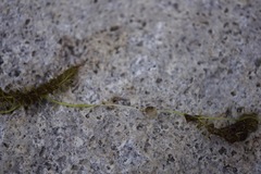 Utricularia ochroleuca