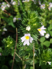 Euphrasia maximowiczii