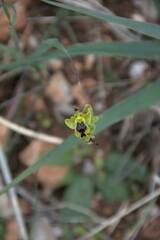 Ophrys