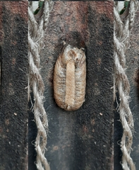 Pseudomantis albofimbriata