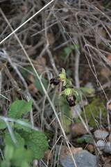 Ophrys