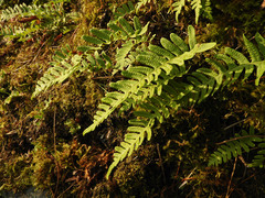 Polypodium vulgare