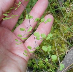 Adiantum aethiopicum