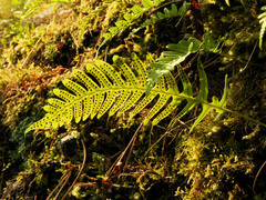 Polypodium vulgare