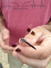 Brachythemis impartita