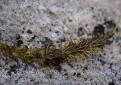 Utricularia ochroleuca