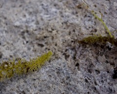 Utricularia ochroleuca