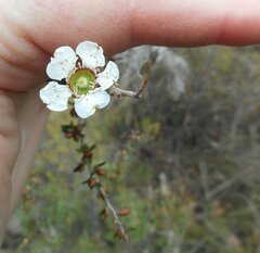 Leptospermum continentale