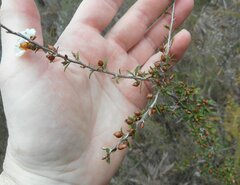 Leptospermum continentale