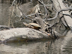 Emydura macquarii