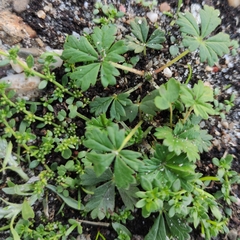 Potentilla argentea