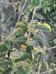 Callicarpa formosana
