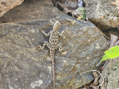 Agamidae