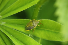 Piezodorus lituratus