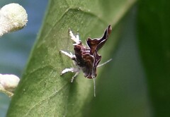 Choreutis nemorana