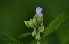 Cyanthillium cinereum