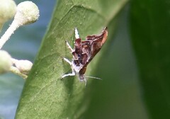 Choreutis nemorana